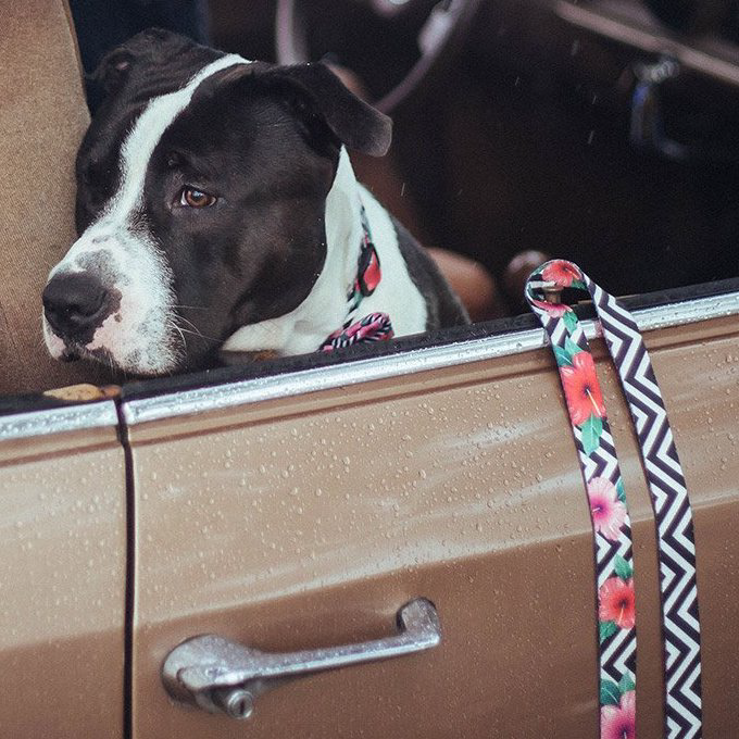 Zee.Dog Leash | Mahalo - Vanillapup Online Pet Store
