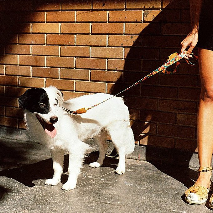Zee.Dog Leash | Mr. Fox (XS) - Vanillapup Online Pet Store