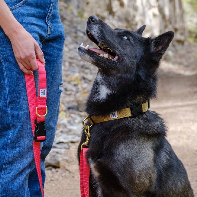 Dog + Bone Multi-way Adjustable Leash | Punch - Vanillapup Online Pet Store