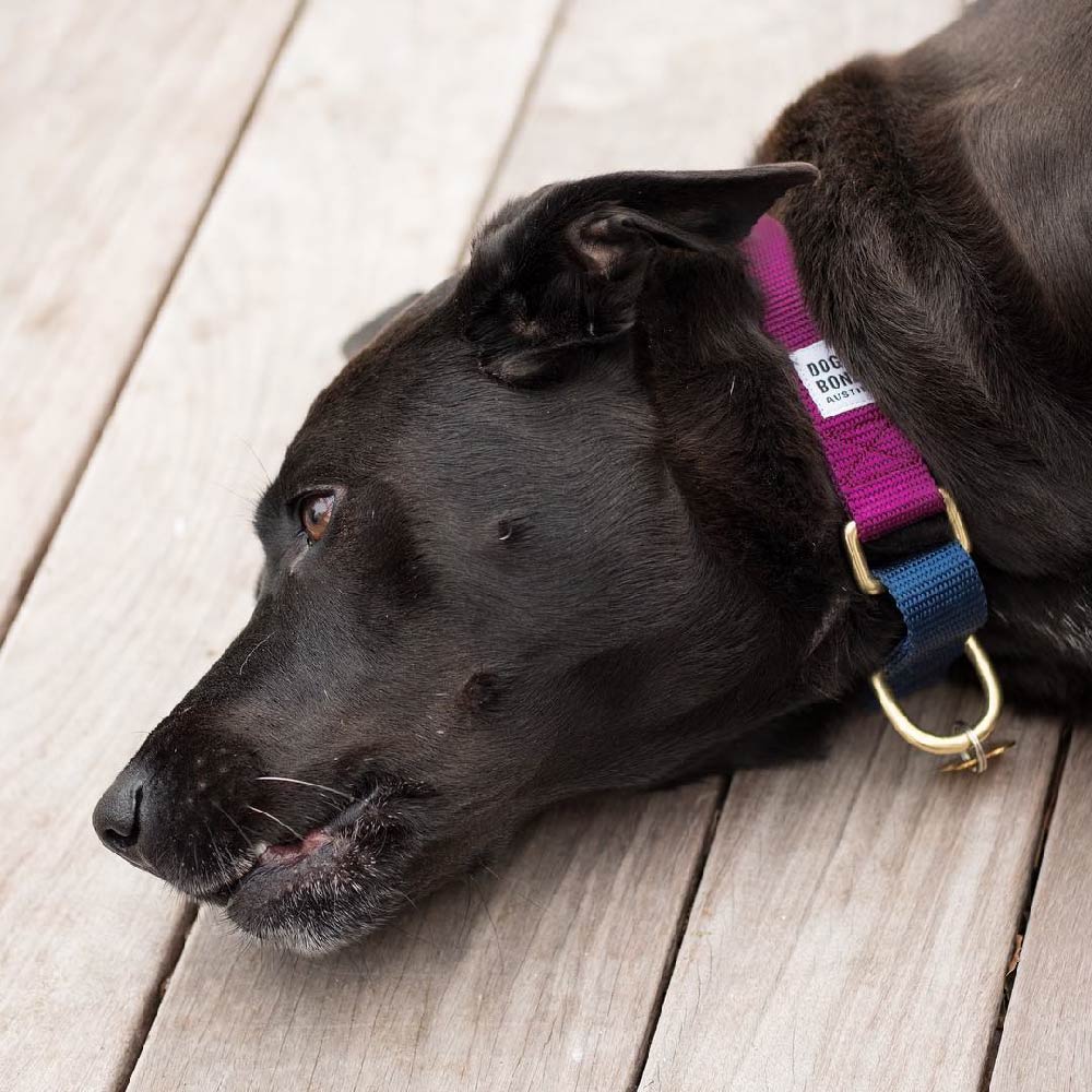 Dog + Bone Martingale Collar | Purple & Navy - Vanillapup Online Pet Store