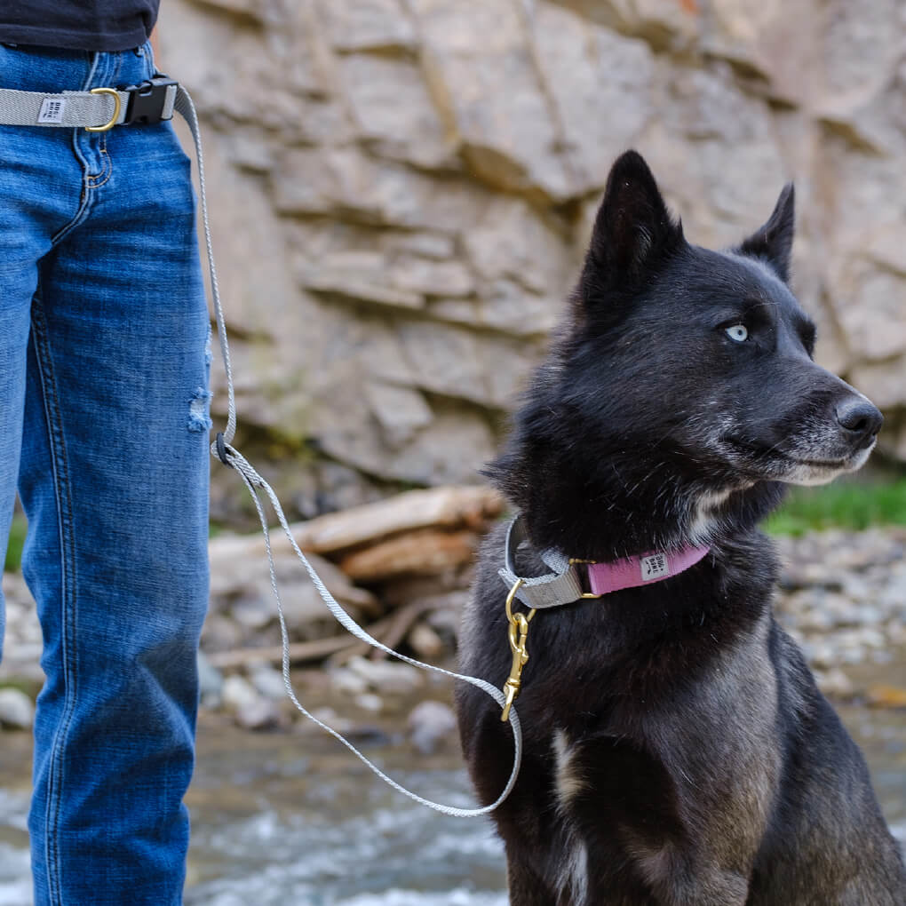 Dog + Bone Martingale Collar | Orchid & Silver - Vanillapup Online Pet Store