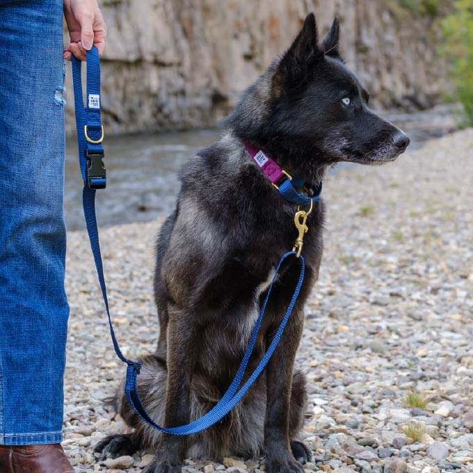 Dog + Bone Martingale Collar | Purple & Navy - Vanillapup Online Pet Store