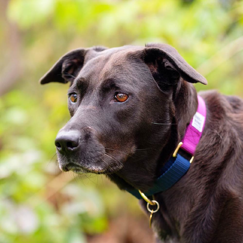 Dog + Bone Martingale Collar | Forest & Navy - Vanillapup Online Pet Store