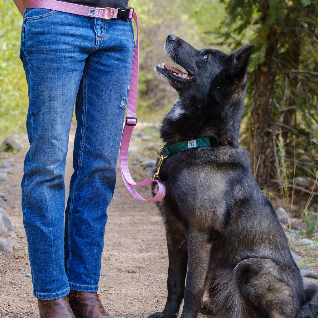 Dog + Bone Snap Collar | Forest - Vanillapup Online Pet Store