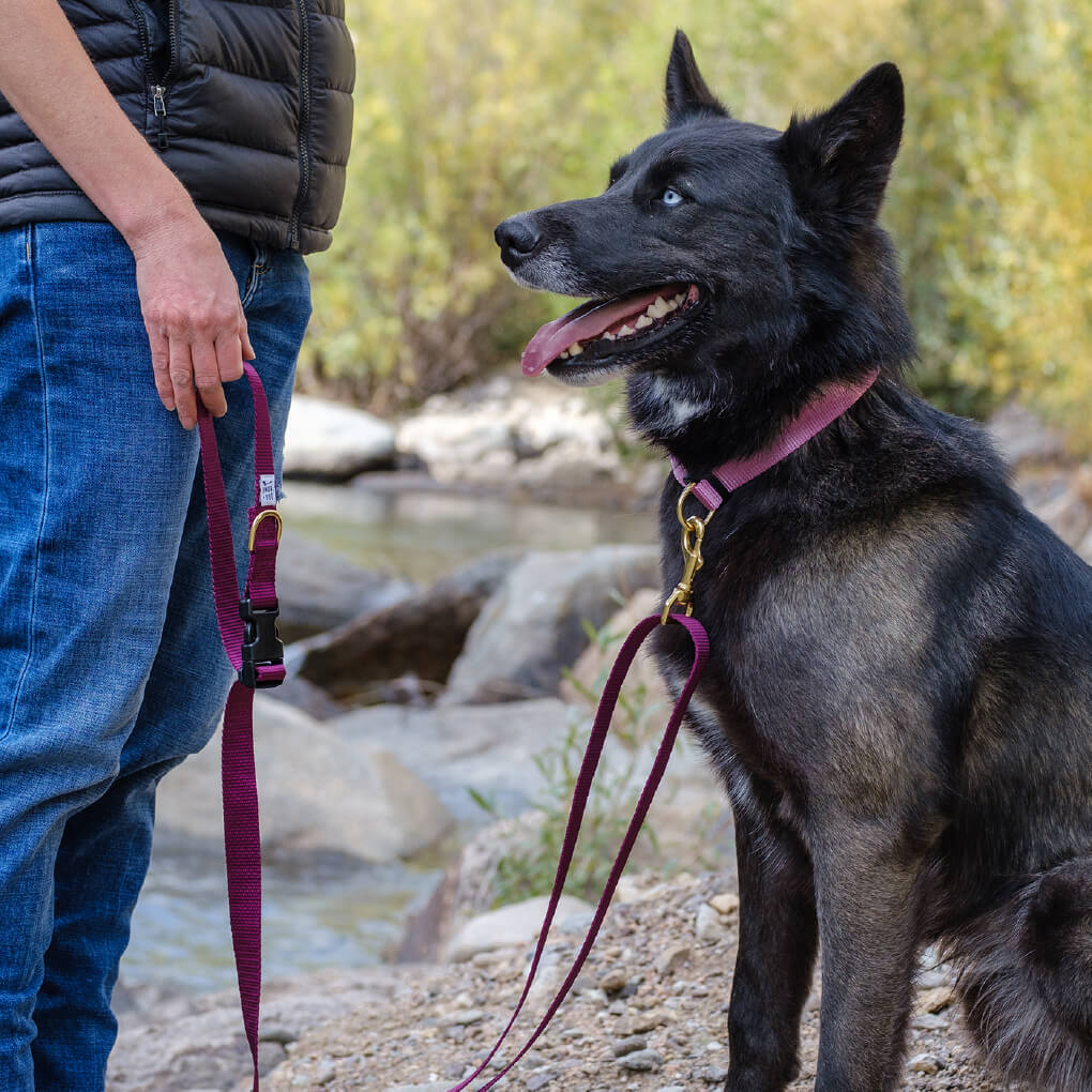 Dog + Bone Snap Collar | Orchid - Vanillapup Online Pet Store