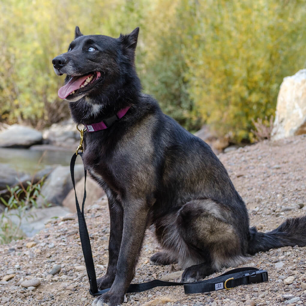 Dog + Bone Snap Collar | Purple - Vanillapup Online Pet Store