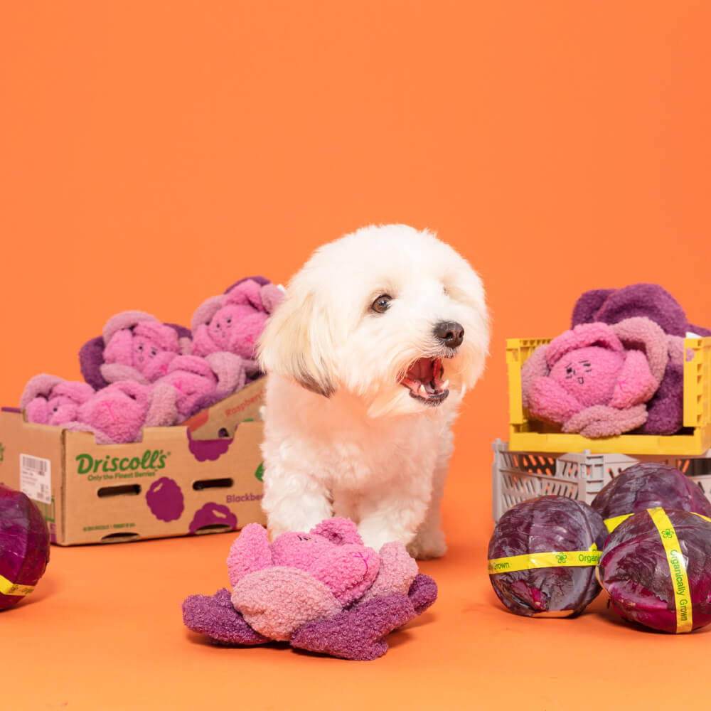 the furryfolks Cabbage Nosework Toy