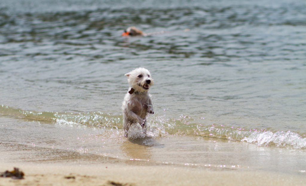 can you have a dog in singapore