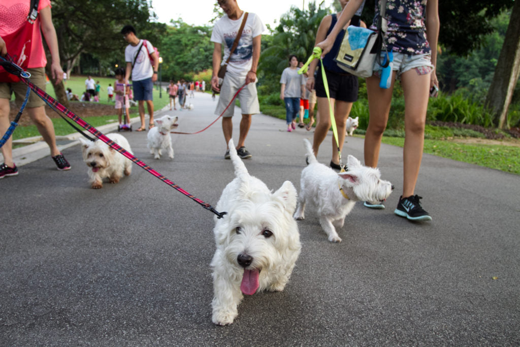 where can i go with my dog in singapore