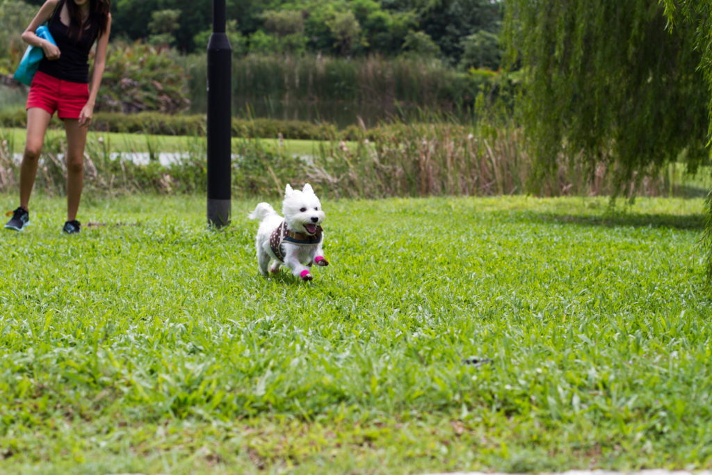 10 Dog Friendly Places To Bring Your Dog In Singapore