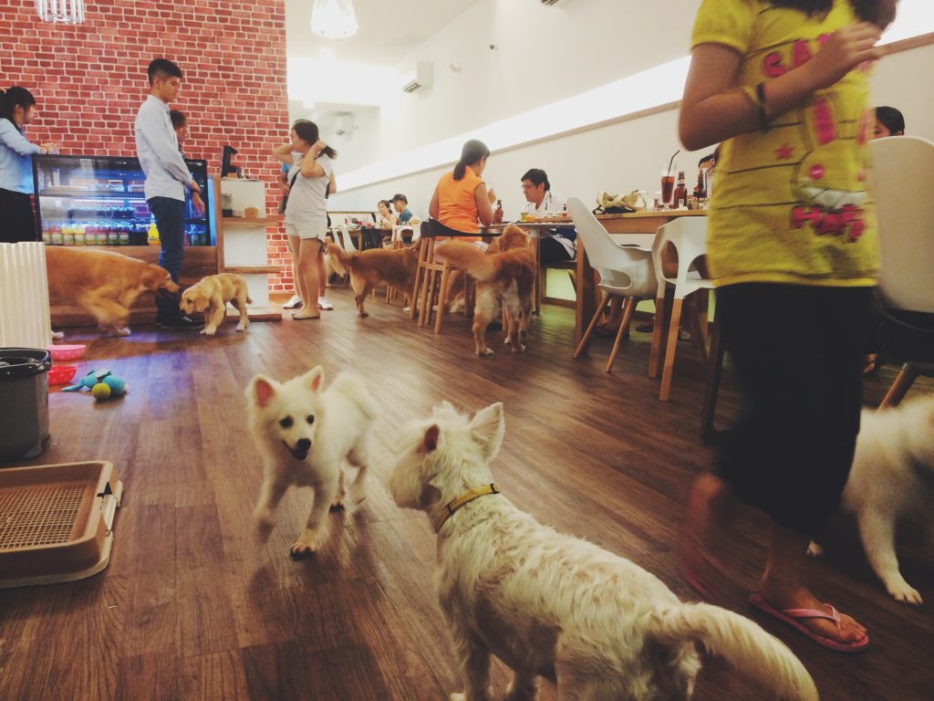 5 Dog-friendly Cafes in Singapore You Need to Visit