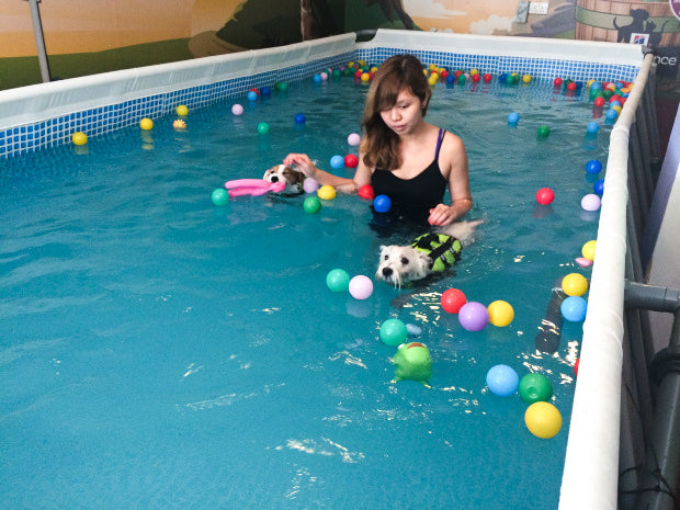 7 Dog Swimming Pools In Singapore For Pups That Love Water