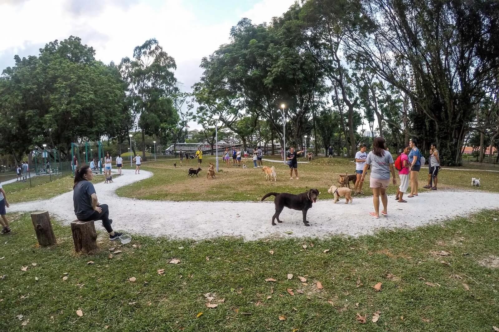 28 Dog Runs in Singapore That Will Make Your Dog a Happy Pup
