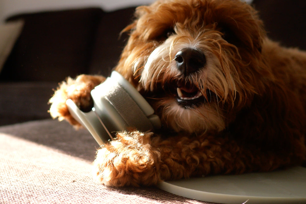 Chewn Why You Should Give Your Dog a Chew Regularly