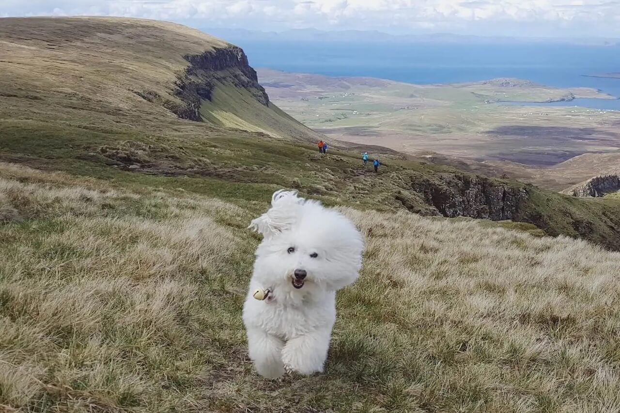Vanillapup Chat: Happy the Travel Dog Shows Us That Travelling With Pets Isn't Just a Dream