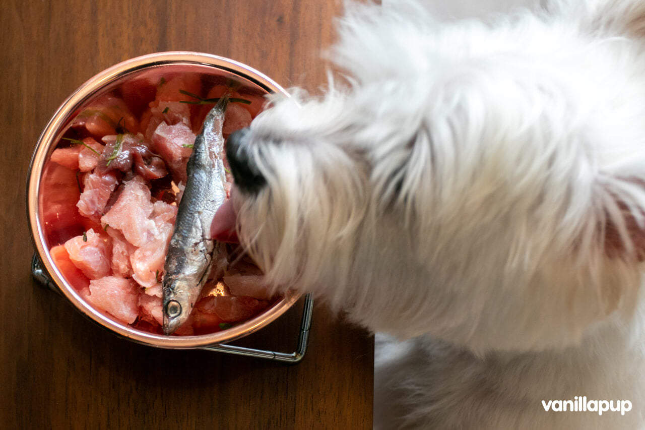 BOM BOM Review: Fresh Raw Meals for Dogs & Cats delivered to Your Doorstep