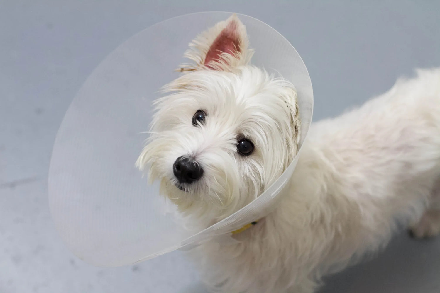 Westie itchy skin clearance remedy