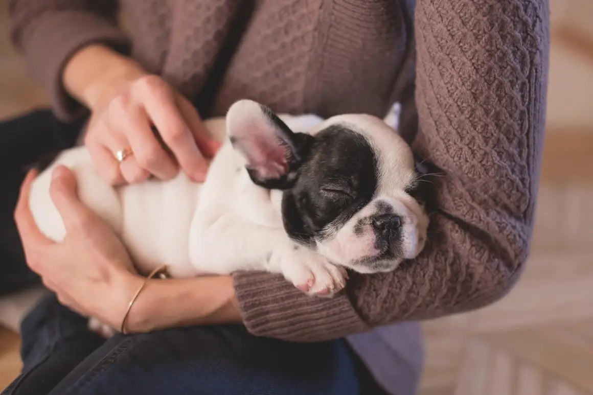 7 Questions to Ask Before Buying a Puppy From a Breeder