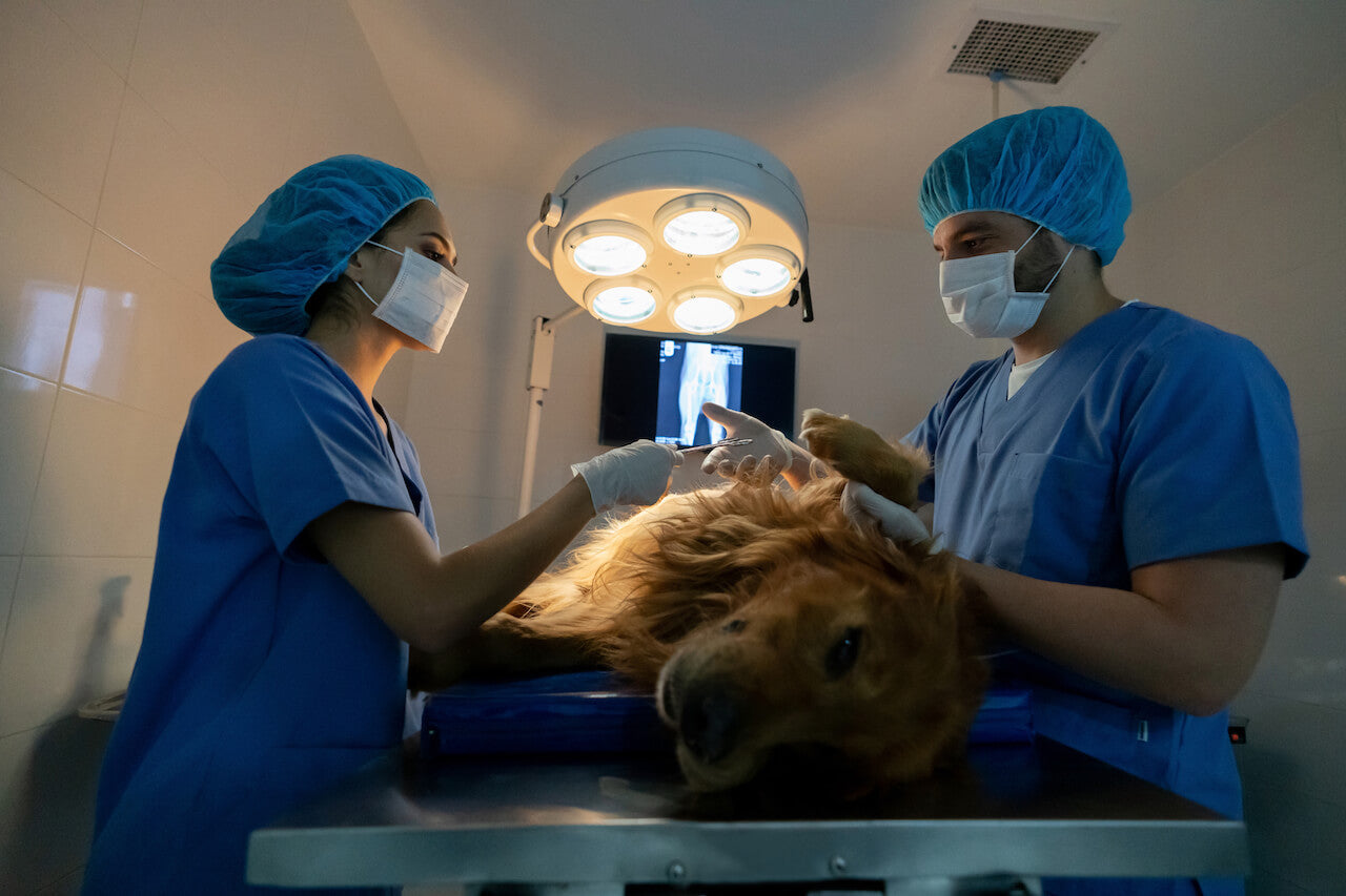 5 Things You Need To Know About Veterinary Keyhole Surgery