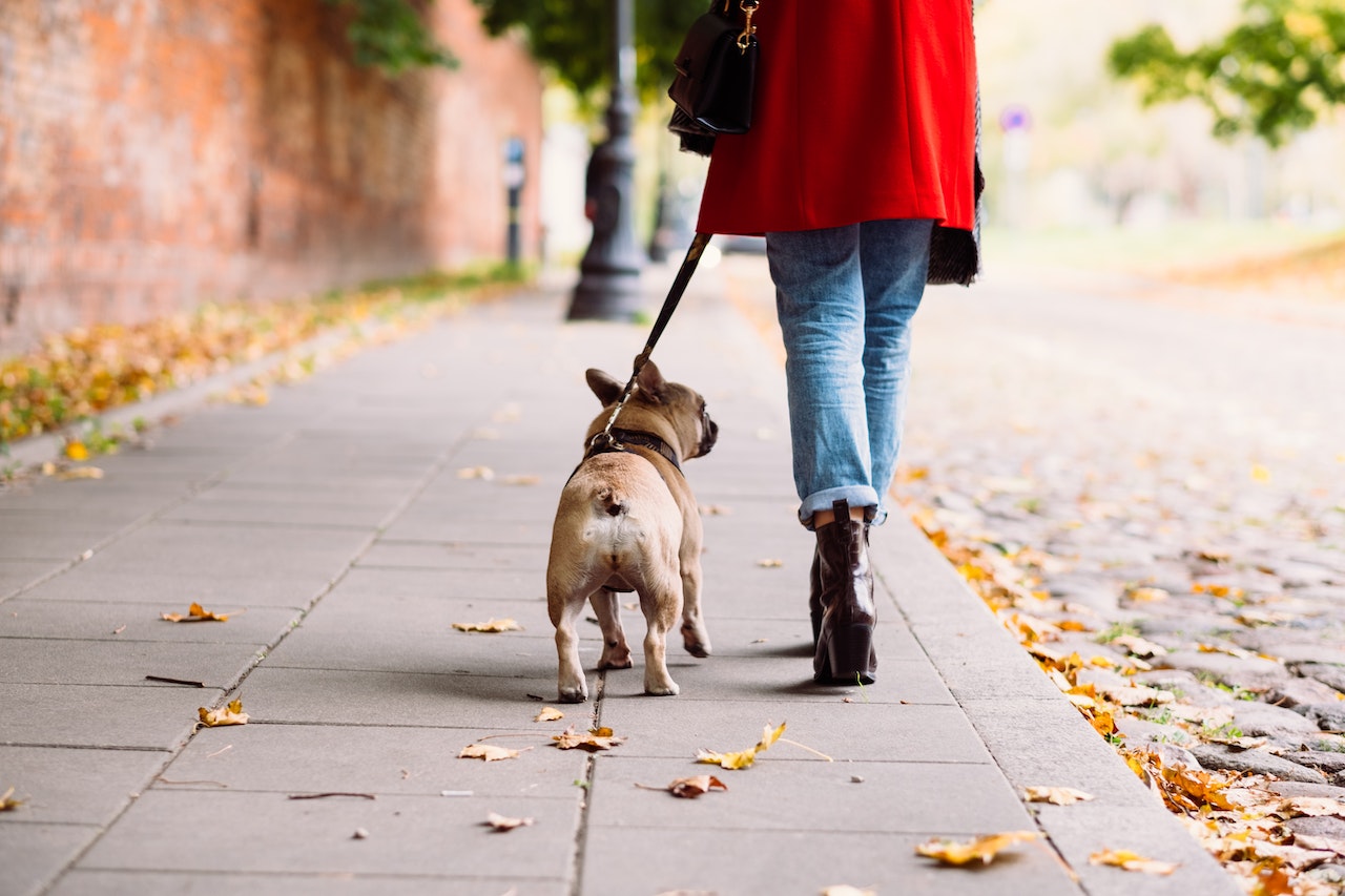 frenchie walking beside owner