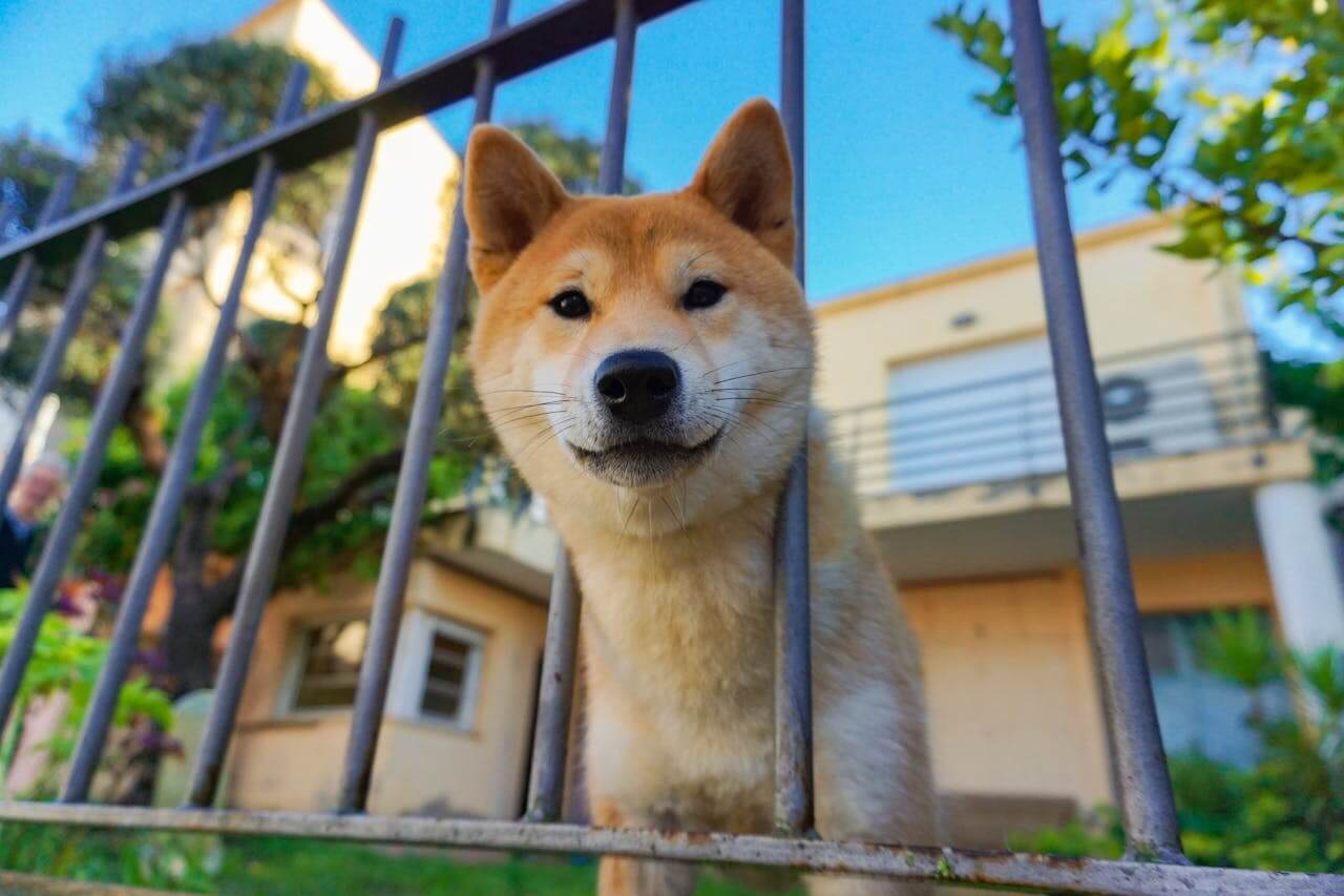 Does Where You Live Affect Your Insurance Decision for Your Pets?
