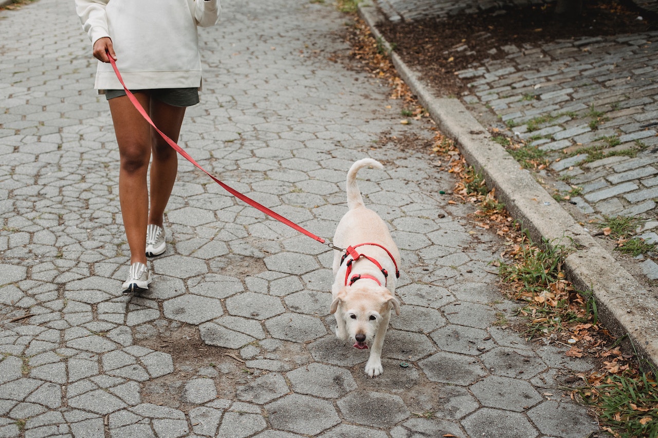 Mastering the Walk [Part 2]: How to Teach Polite Leash Walking