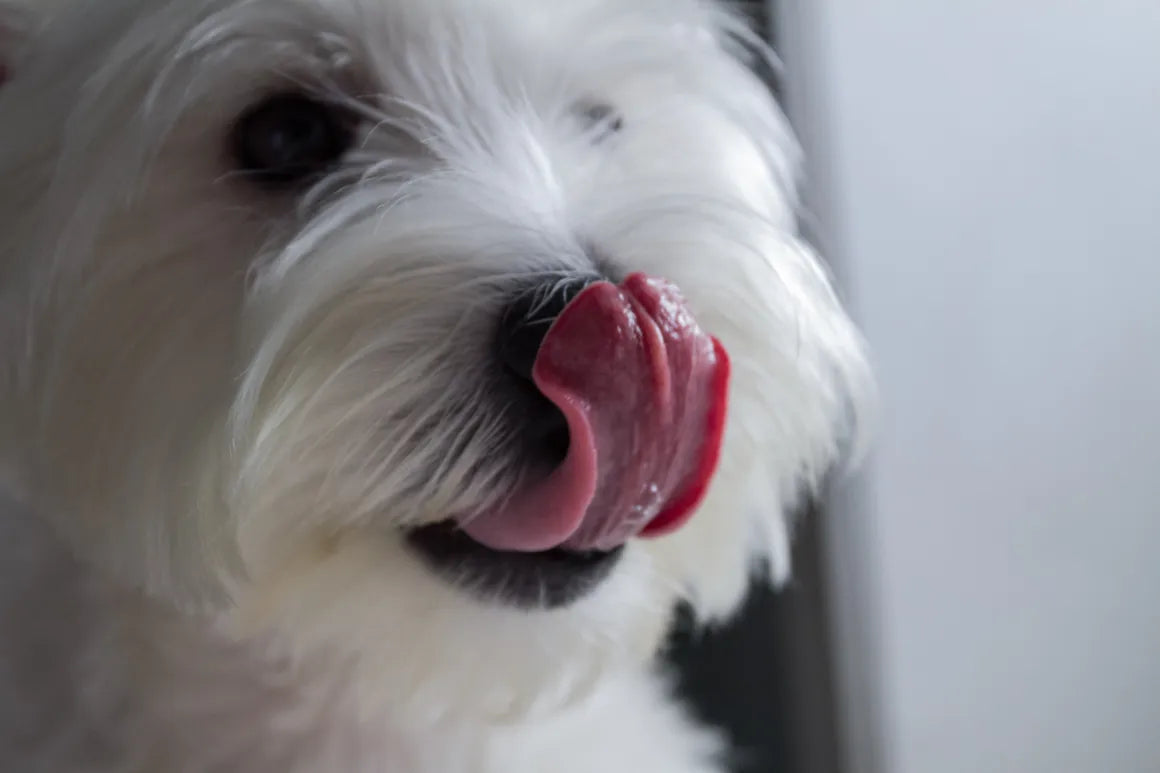 What to Do When Your Dog Swallows Something Foreign