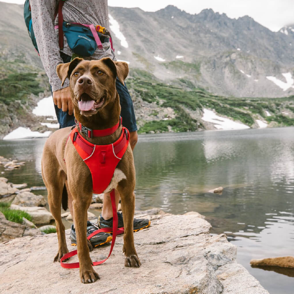 Ruffwear top adventure harness