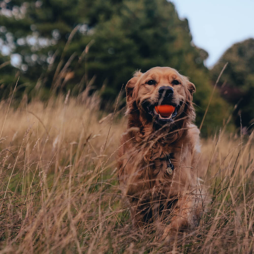 Beco Natural Rubber Fetch Ball