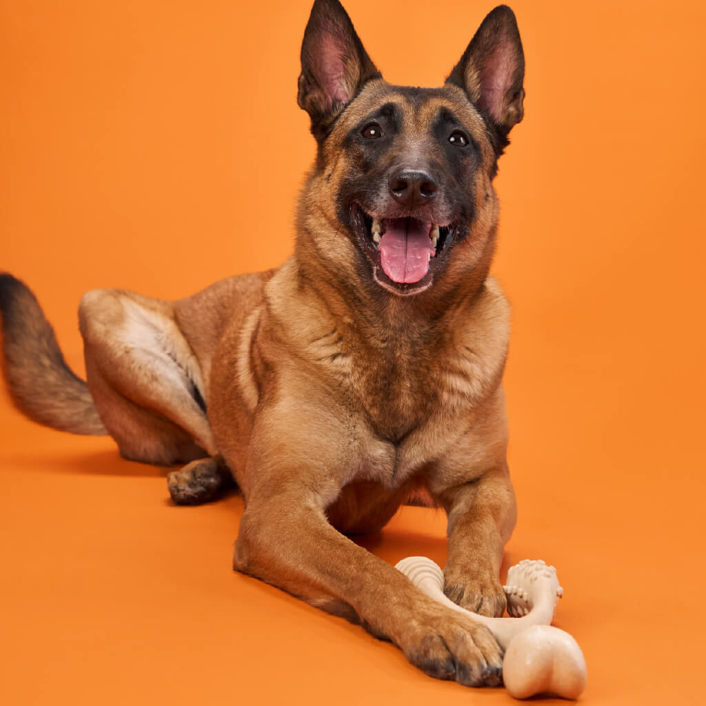 BetterBone 100% Natural Chew Toy