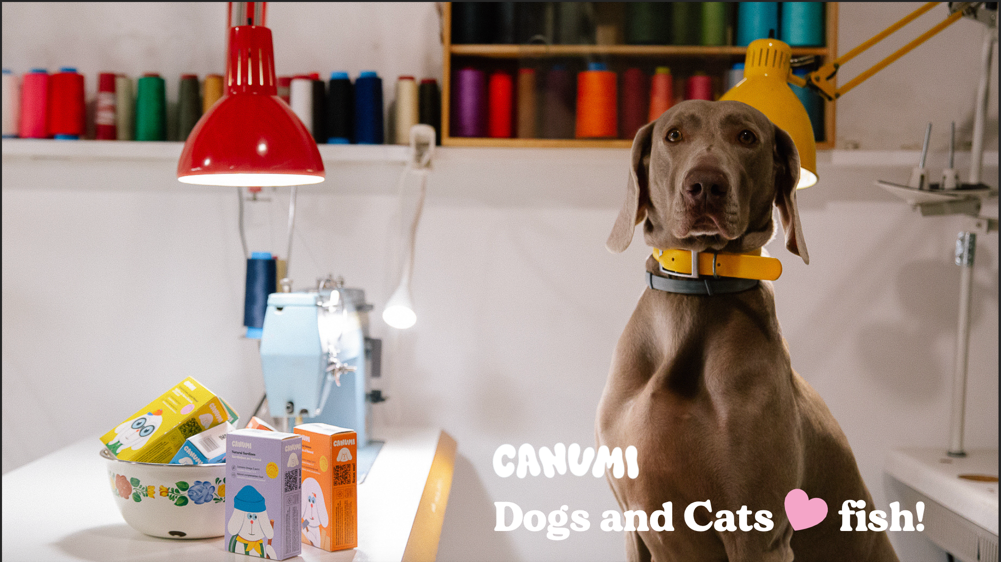 Dog in yellow collar beside a few tins of Canumi seafood treats