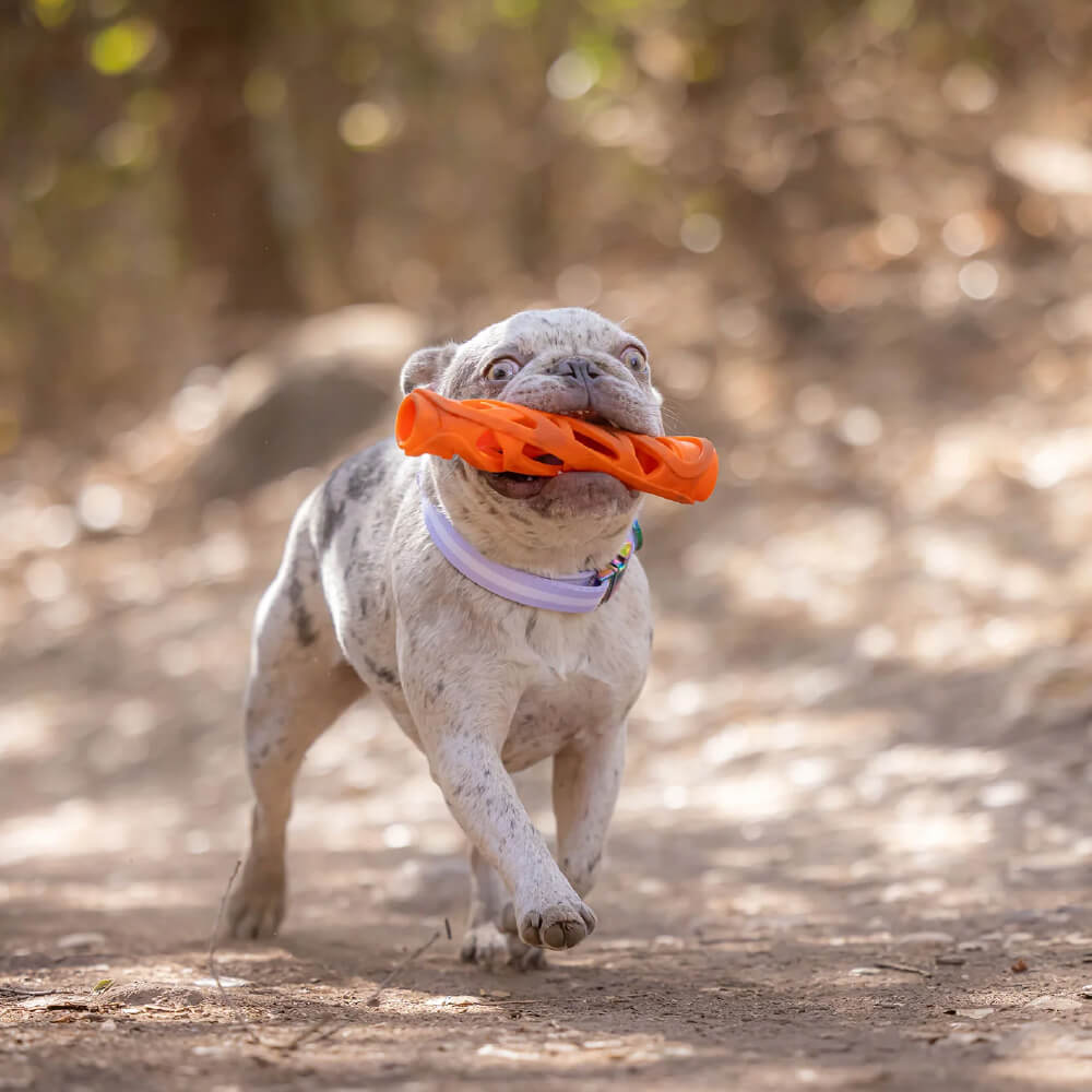 Chuckit! Air Fetch Stick Dog Toy