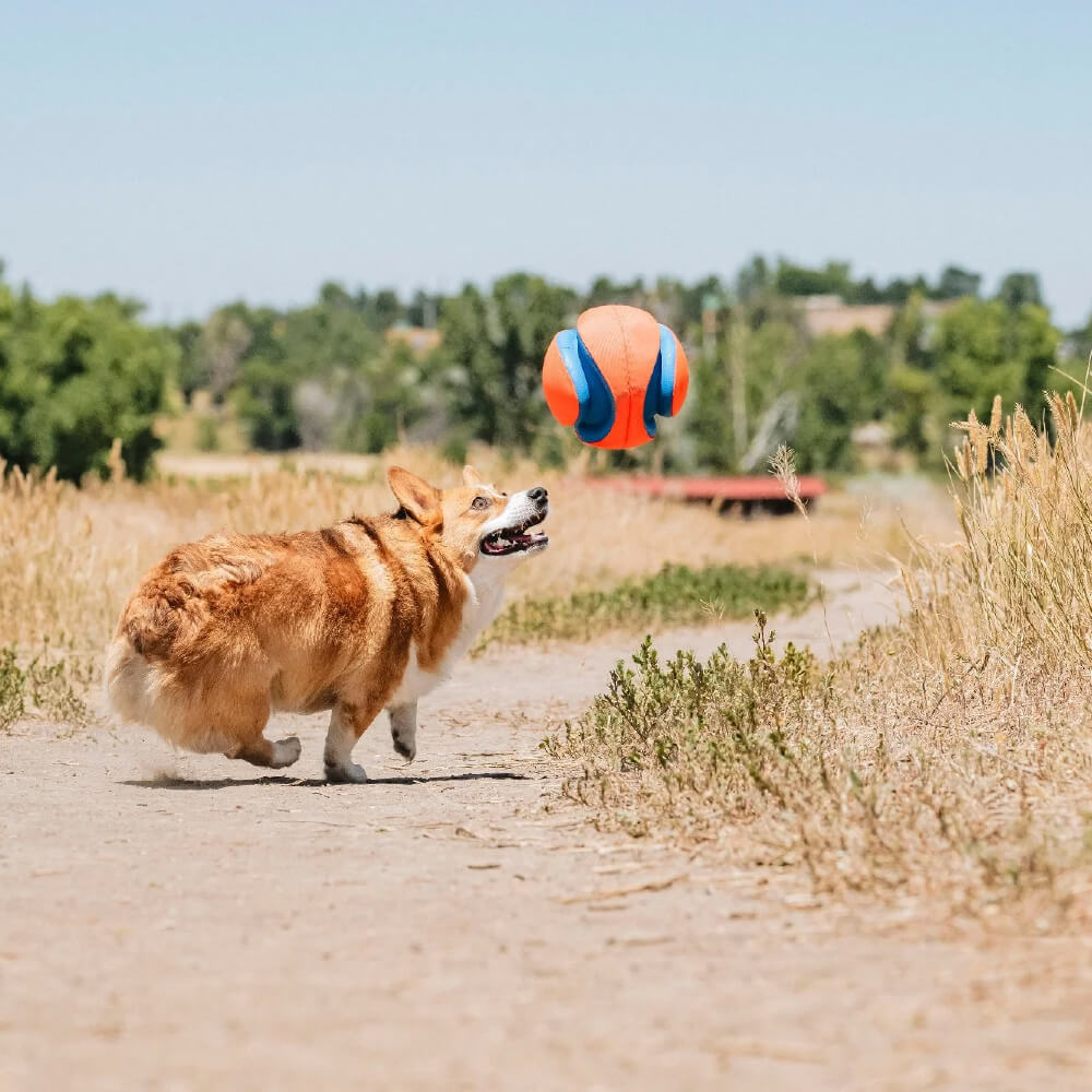 Chuckit! Kick Fetch Dog Toy