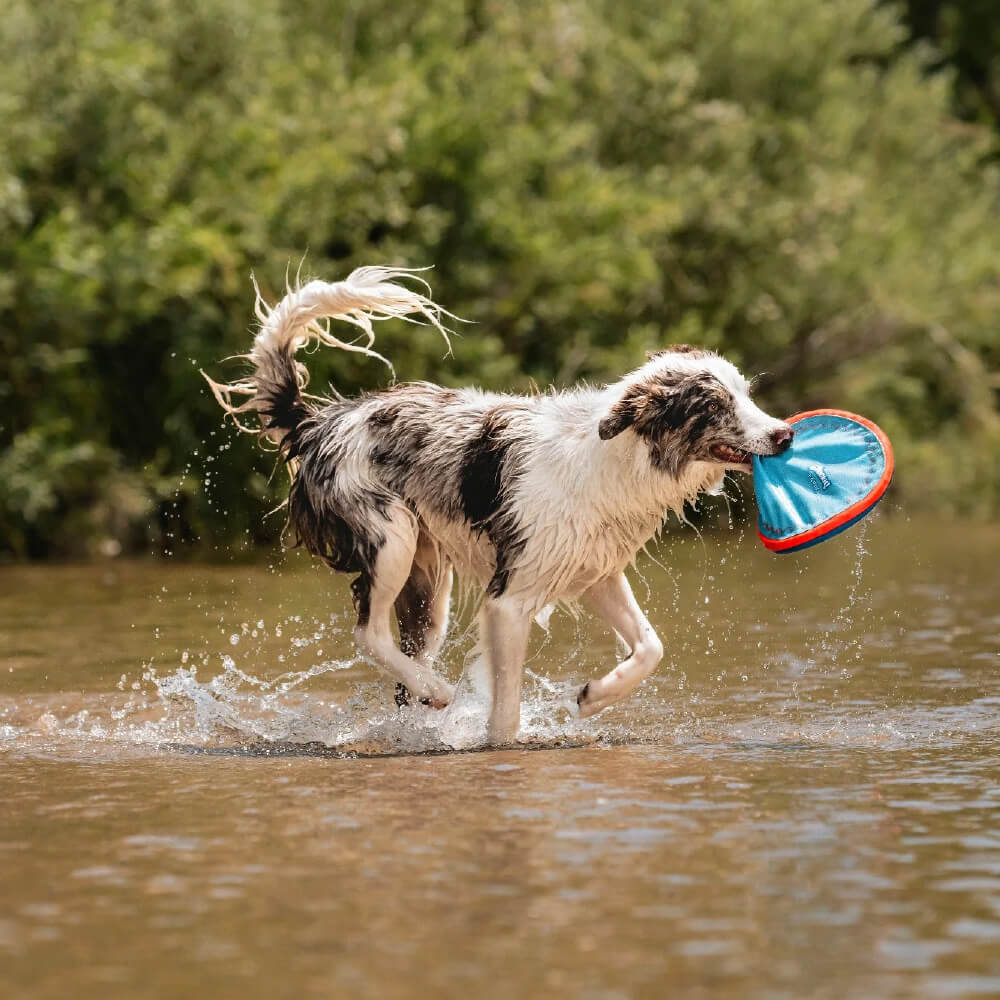 Chuckit! Paraflight Flyer Dog Toy