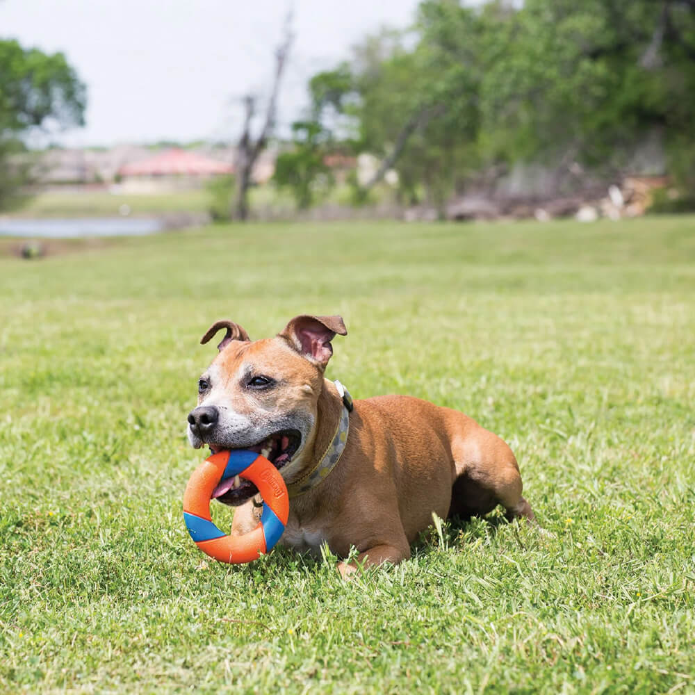 Chuckit! UltraRing Dog Fetch Toy