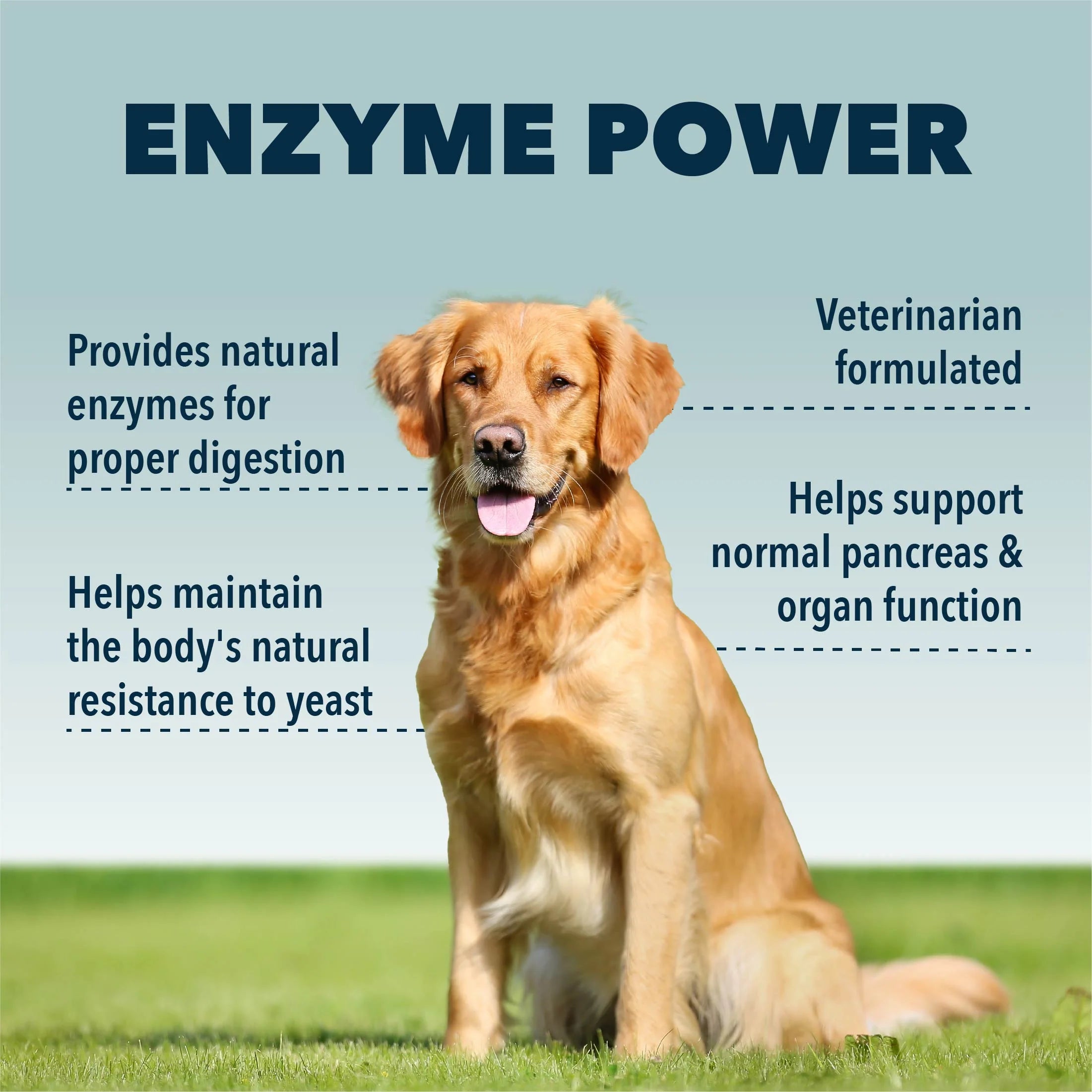 Four Leaf Rover Digest | Digestive Enzymes for Dogs