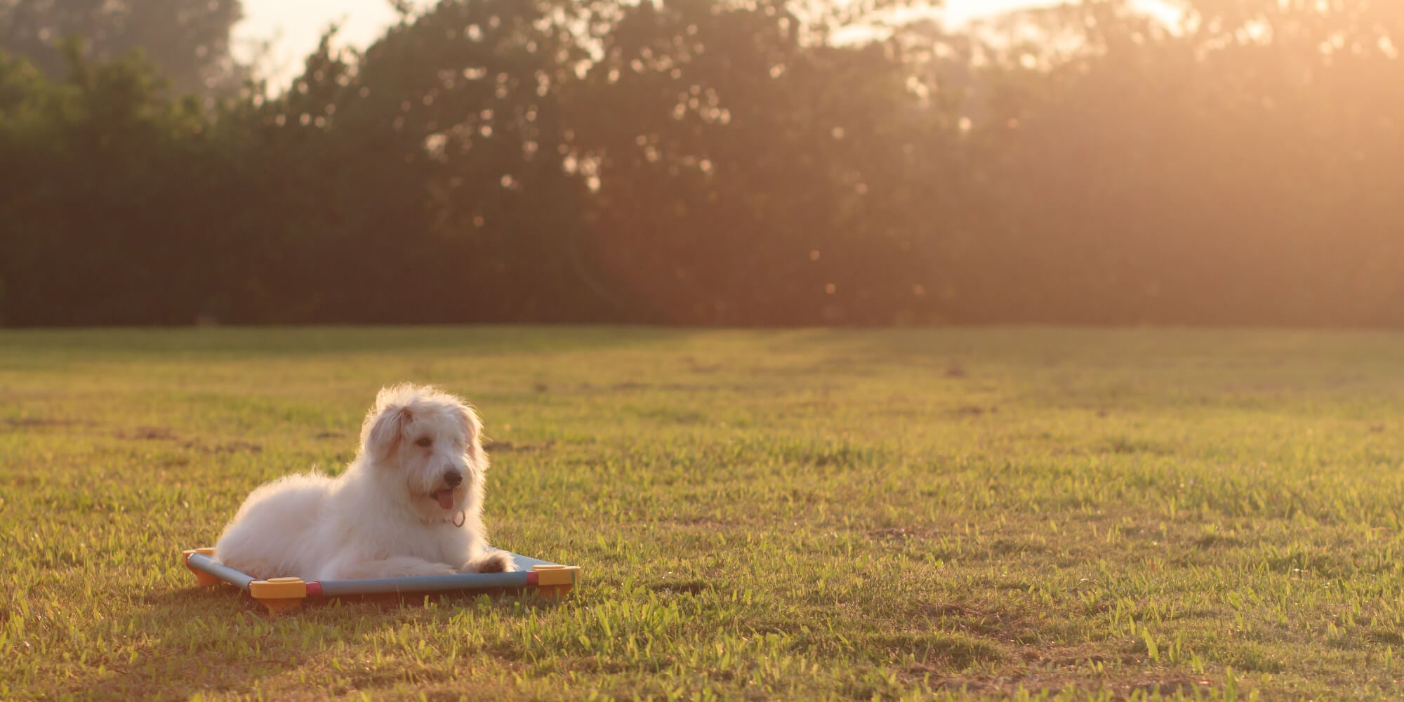 White dog on a 4Legs4Pets elevated cot placed on a grassy field with a blurred background