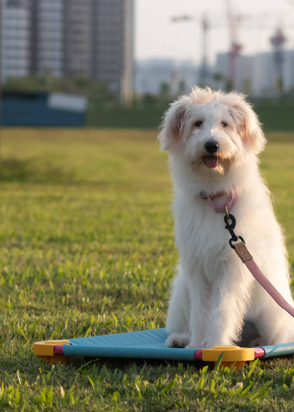 White dog on a leash sitting on a colorful mat in a grassy area with buildings in the background