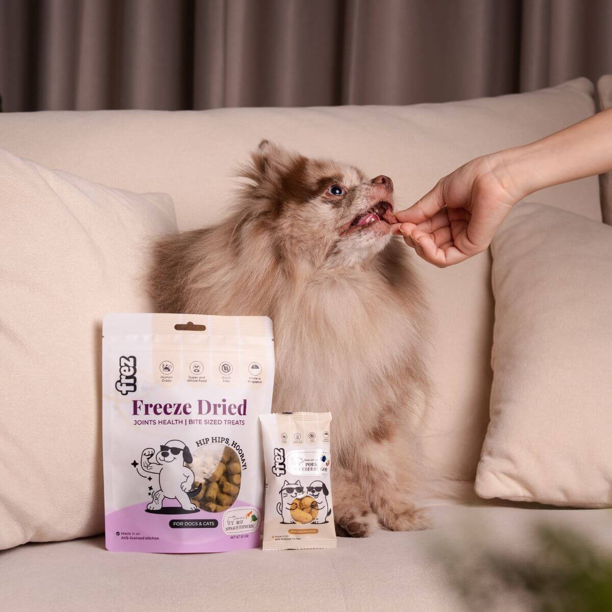 A pomeranian being fed the Frez Joints Health Freeze Dried Beef with Spinach & Turmeric Treats on a sofa.