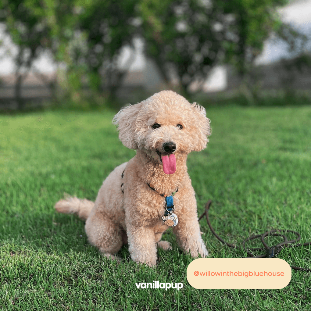 Haqihana Multicolour Harness