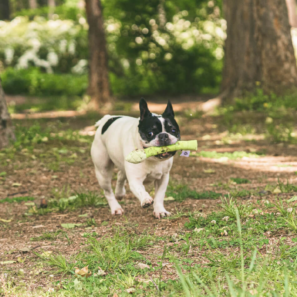 Asparagus hotsell dog toy