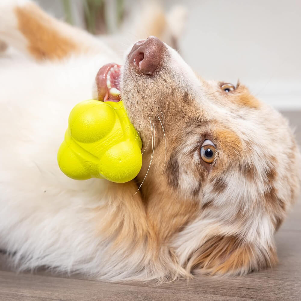 Hyper Pet Chewz Bumpy Ball Dog Toy