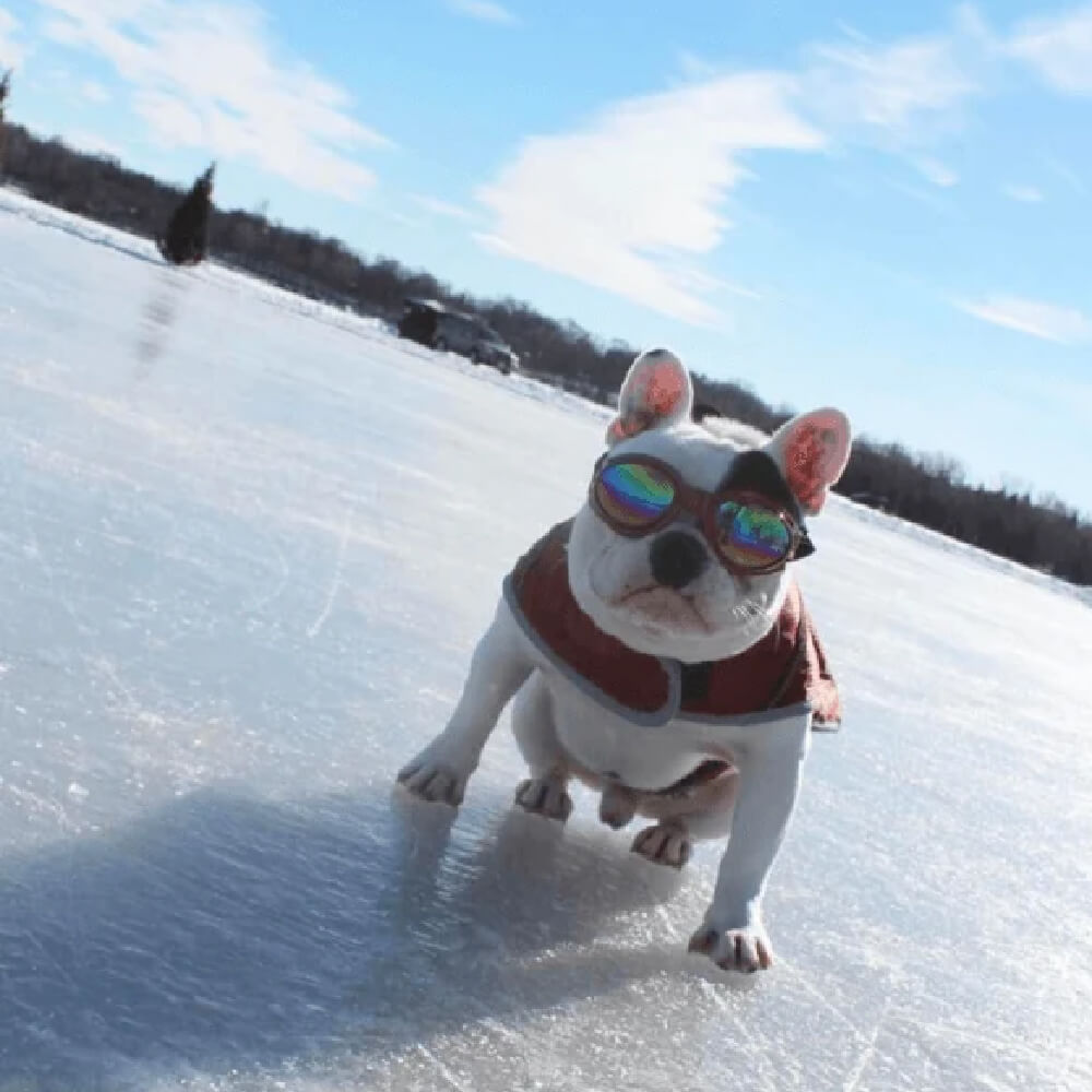 K9 Sport Shades, Dog Goggles