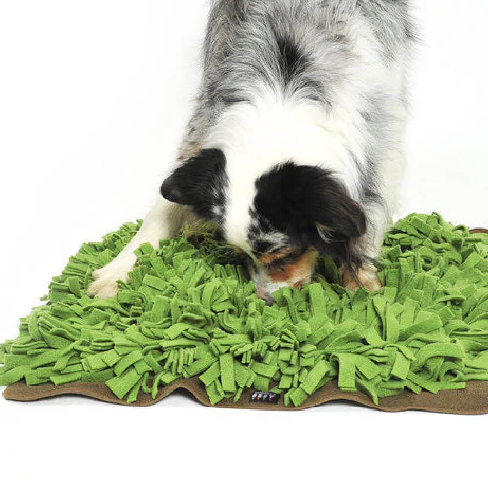 Knauder's Best Schnuffelrasen, the Sniffer Lawn