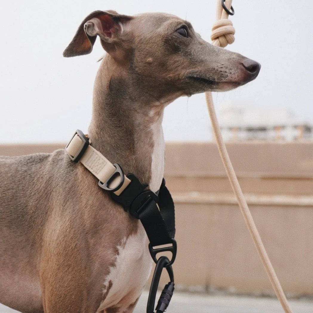 Lambwolf AVA Martingale Quick-Release Collar