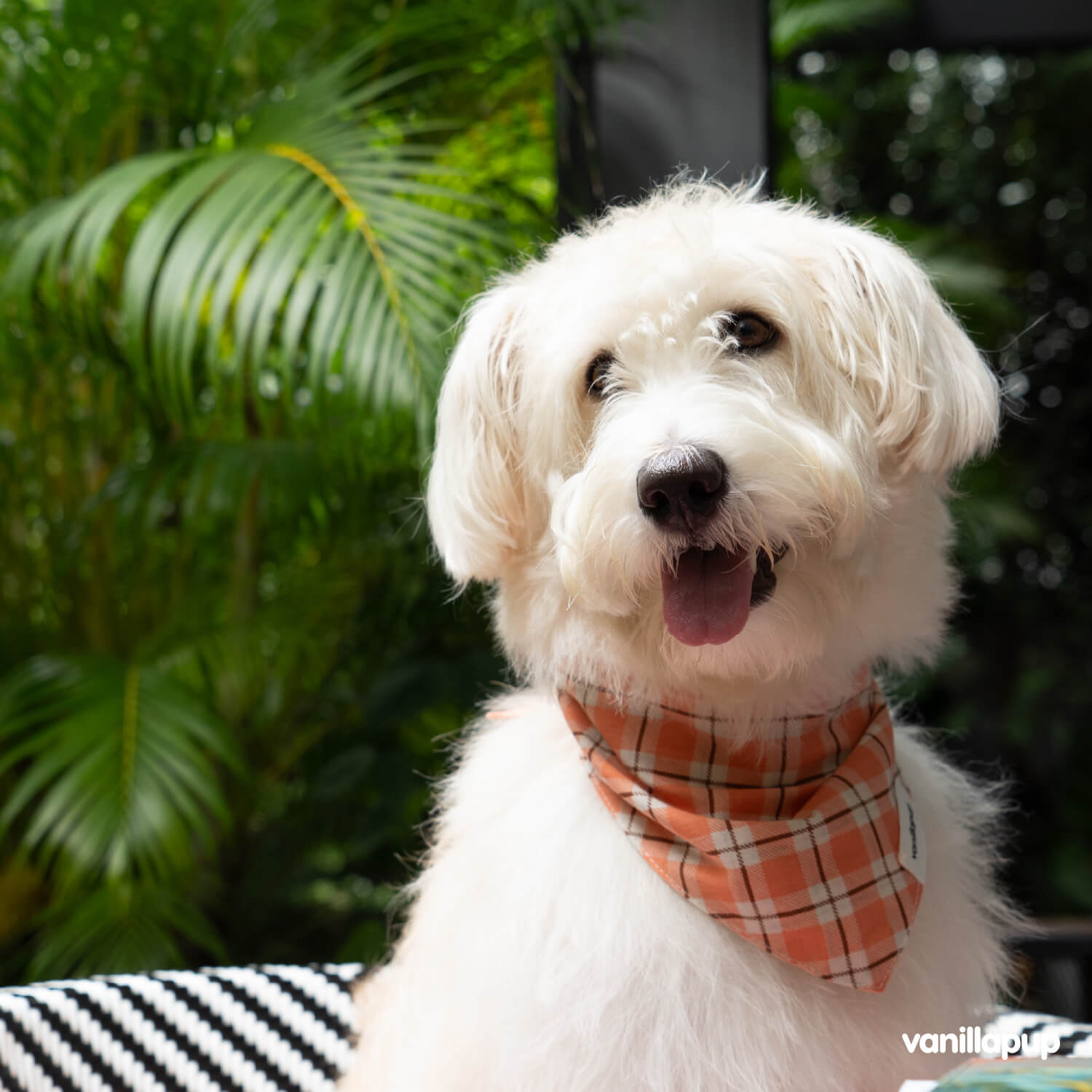 Vanillapup x The Paws Bandana | Millie