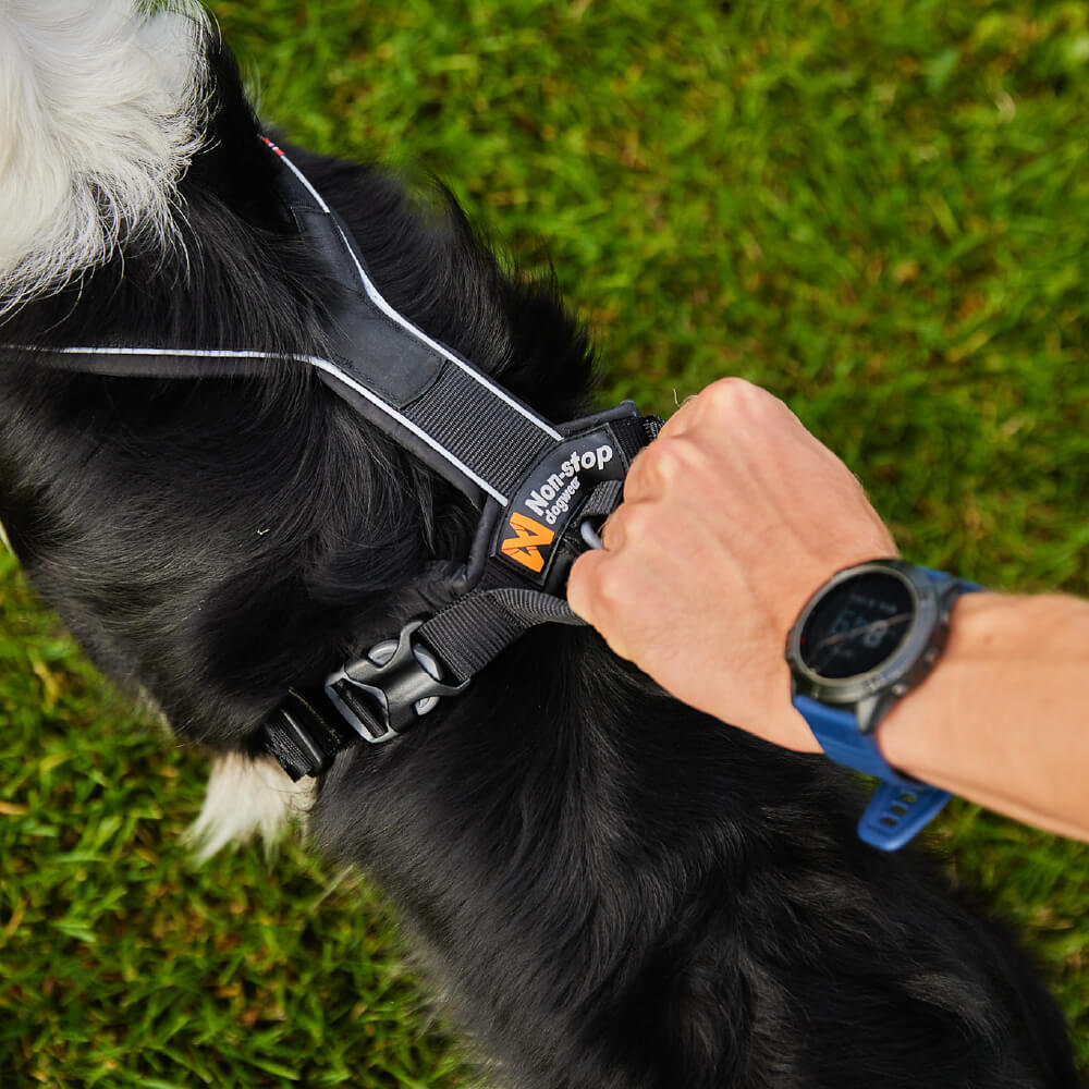 Halt dog outlet harness