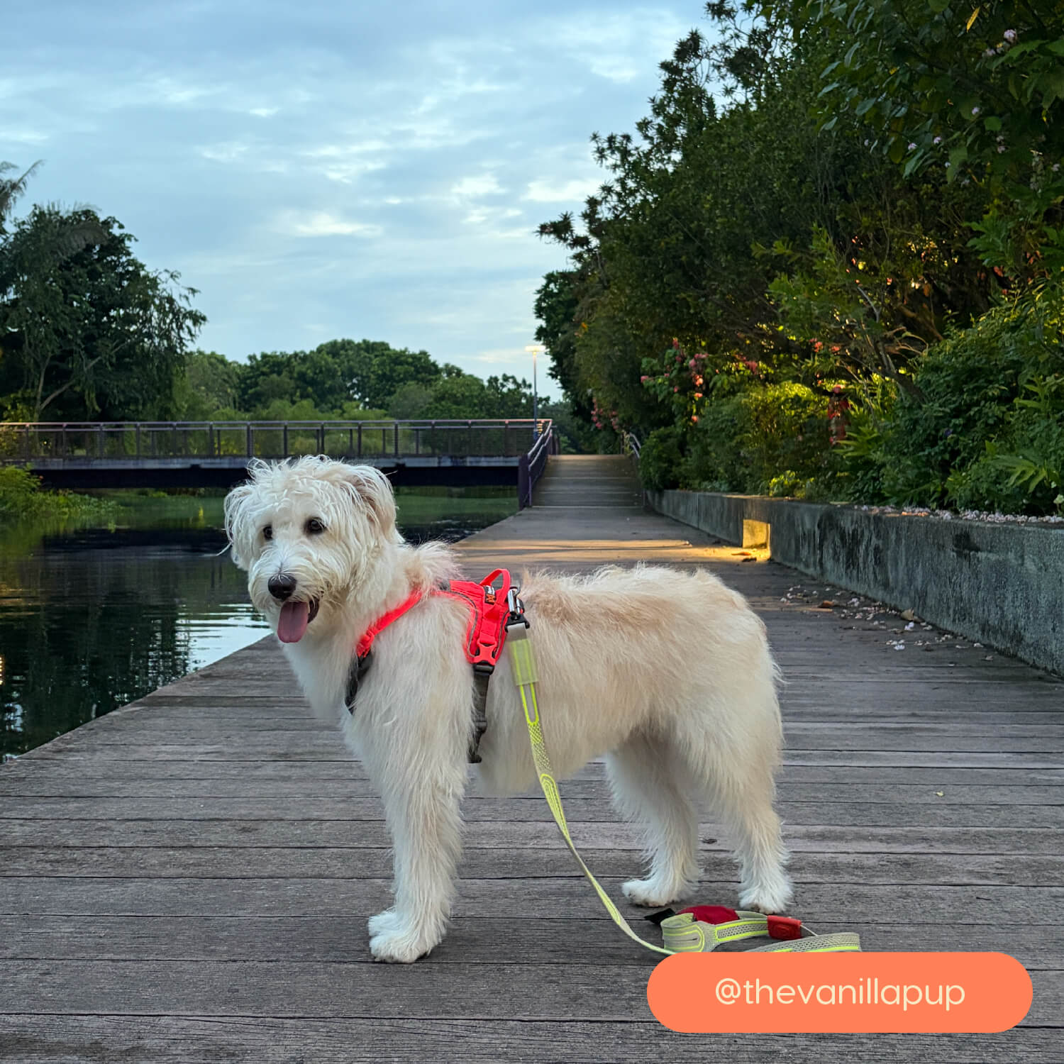 Non-stop dogwear Ramble Harness