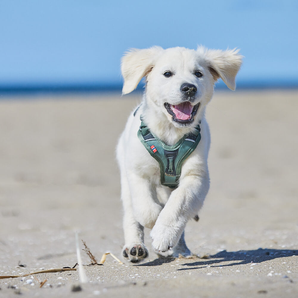 Non-stop dogwear Ramble Harness