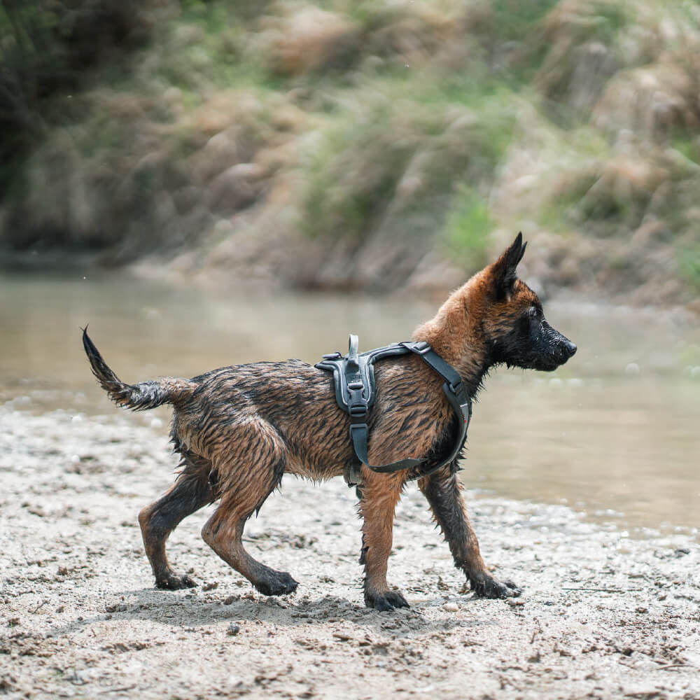 Non-stop dogwear Ramble Harness